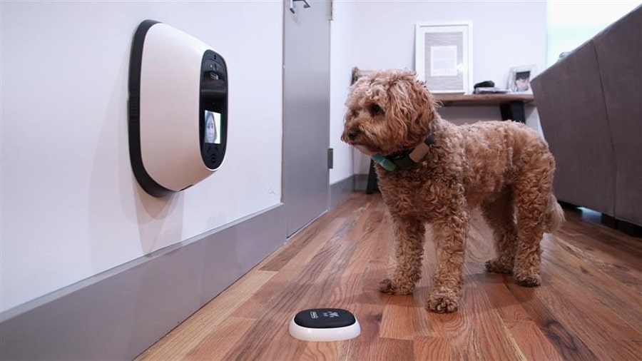 High-Tech Pet Gadgets for Animal Lovers